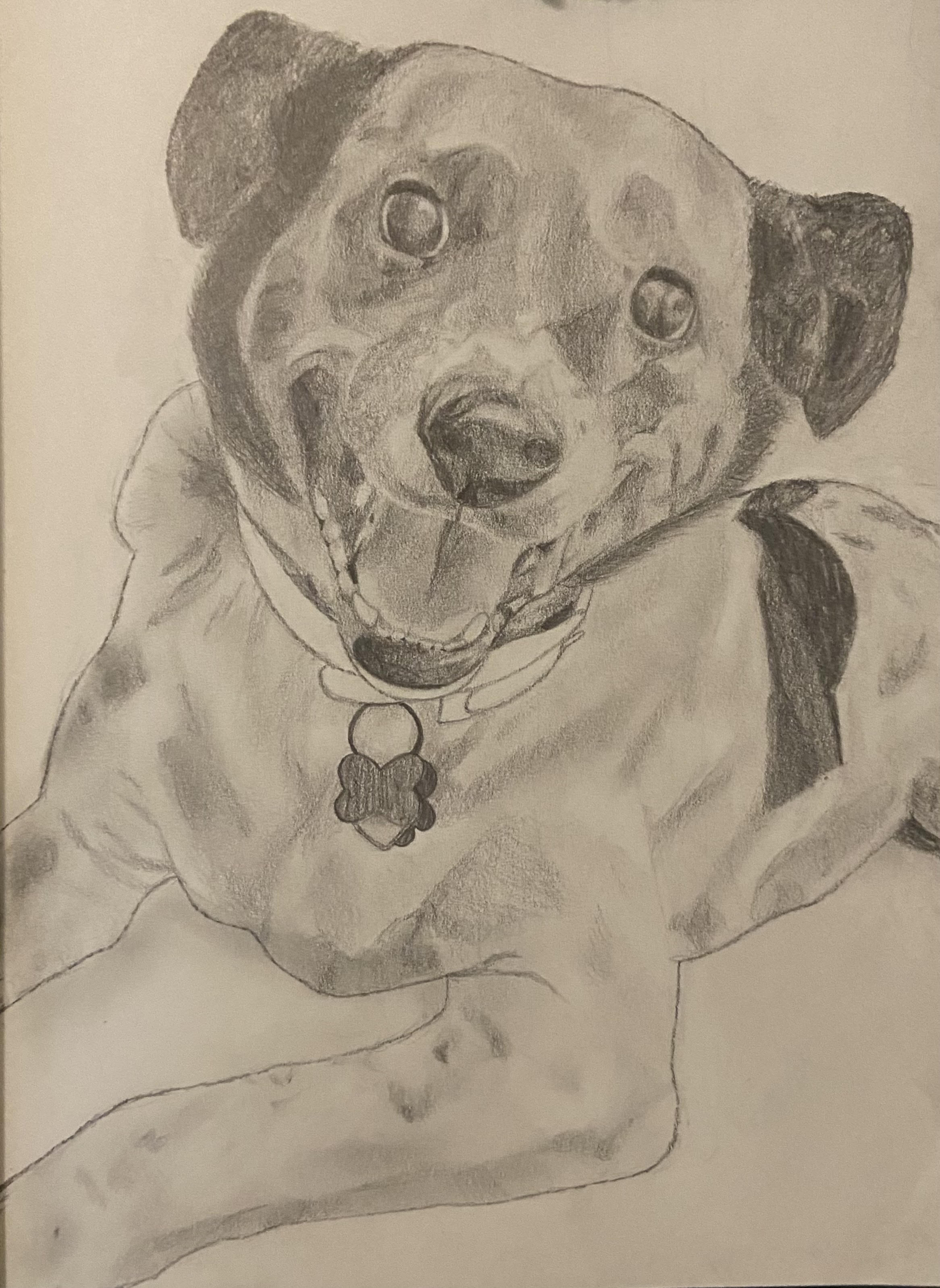 Pencil Sketch : Spot - 2024